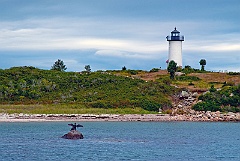 Cormorant Dries its Wings in Front of Tarpaulin Cove Light